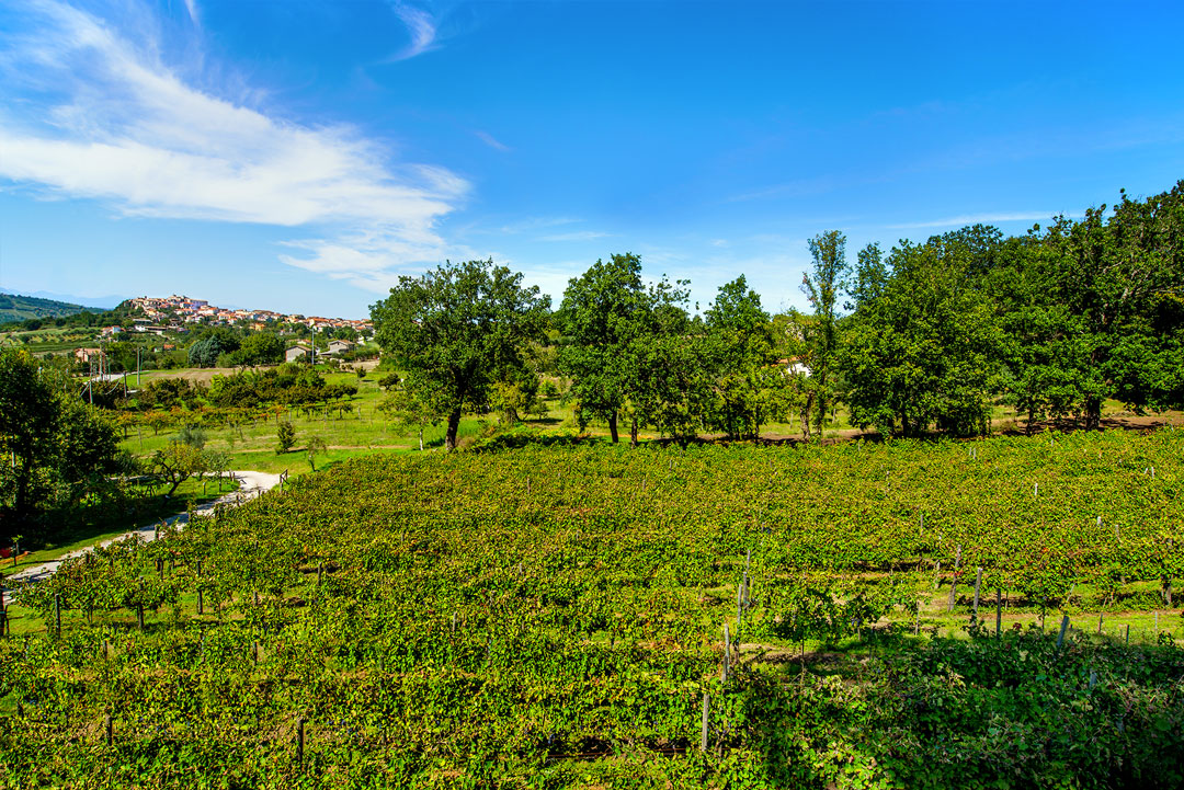 contatti della cantina Guerriero